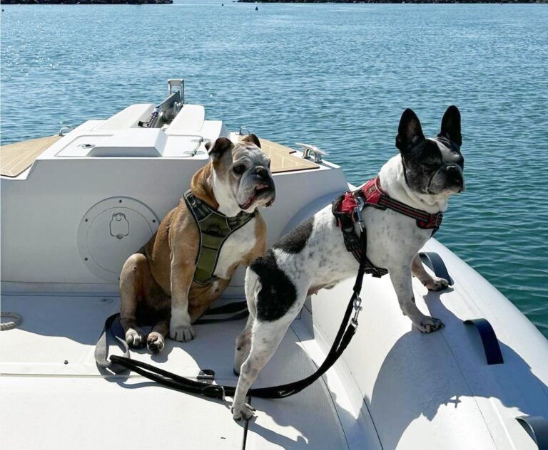 Location de bateau sans permis Pet Friendly au Gau du Roi avec Rent My Boat